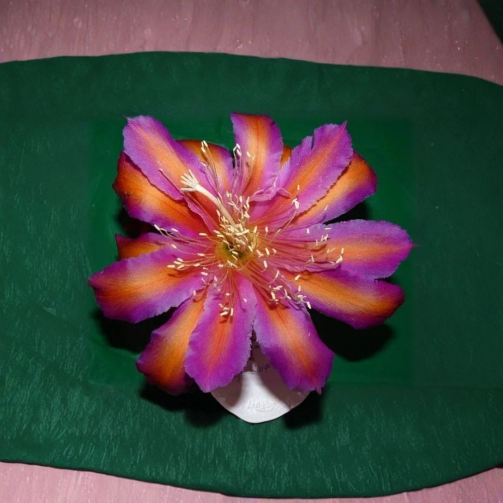 Epiphyllum 'Magic Carpet' – Live Rooted Orchid Cactus | 3-Inch Pot | Tropical Blooming Cactus | Hanging Basket Plant | Rare Hybrid