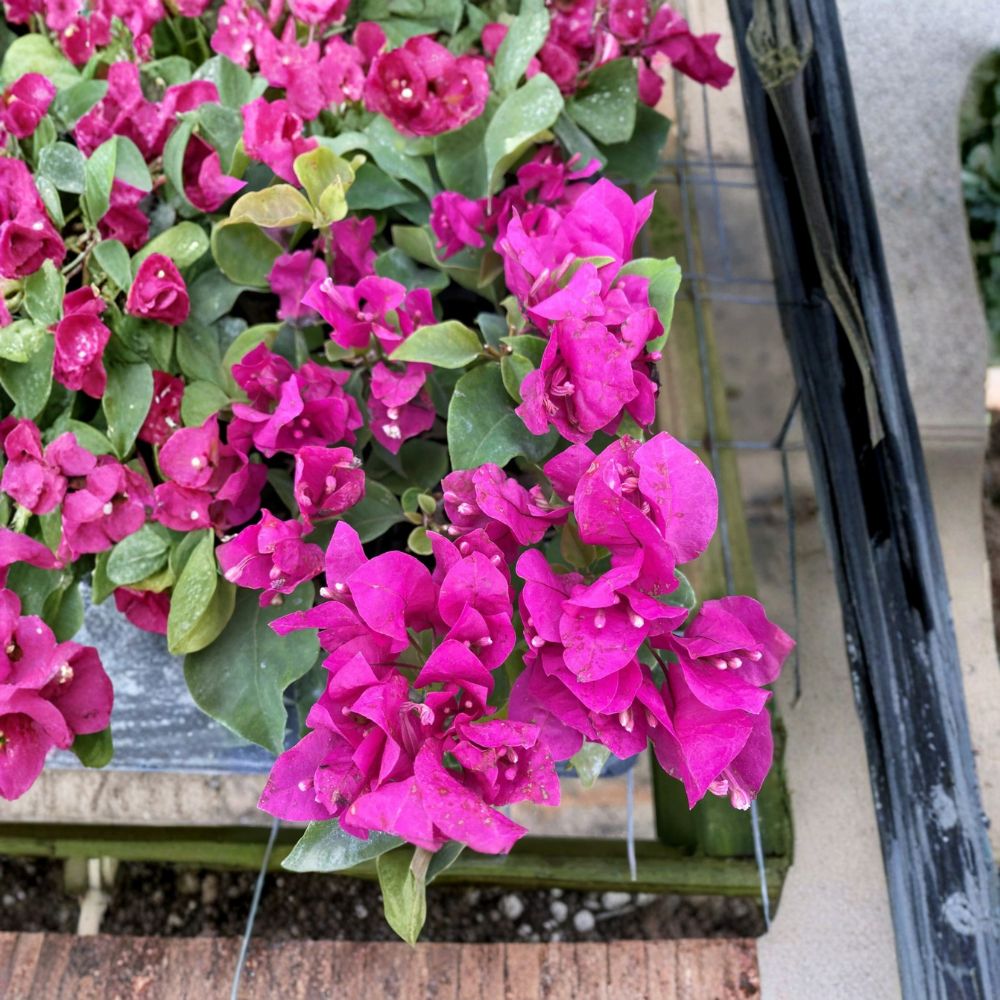 Vera Deep Purple Bougainvillea – Live Starter Plant | Well Rooted in 3 Inch Nursery Pot | Tropical Flowering Vine | Ships in Pot | Easy to Grow