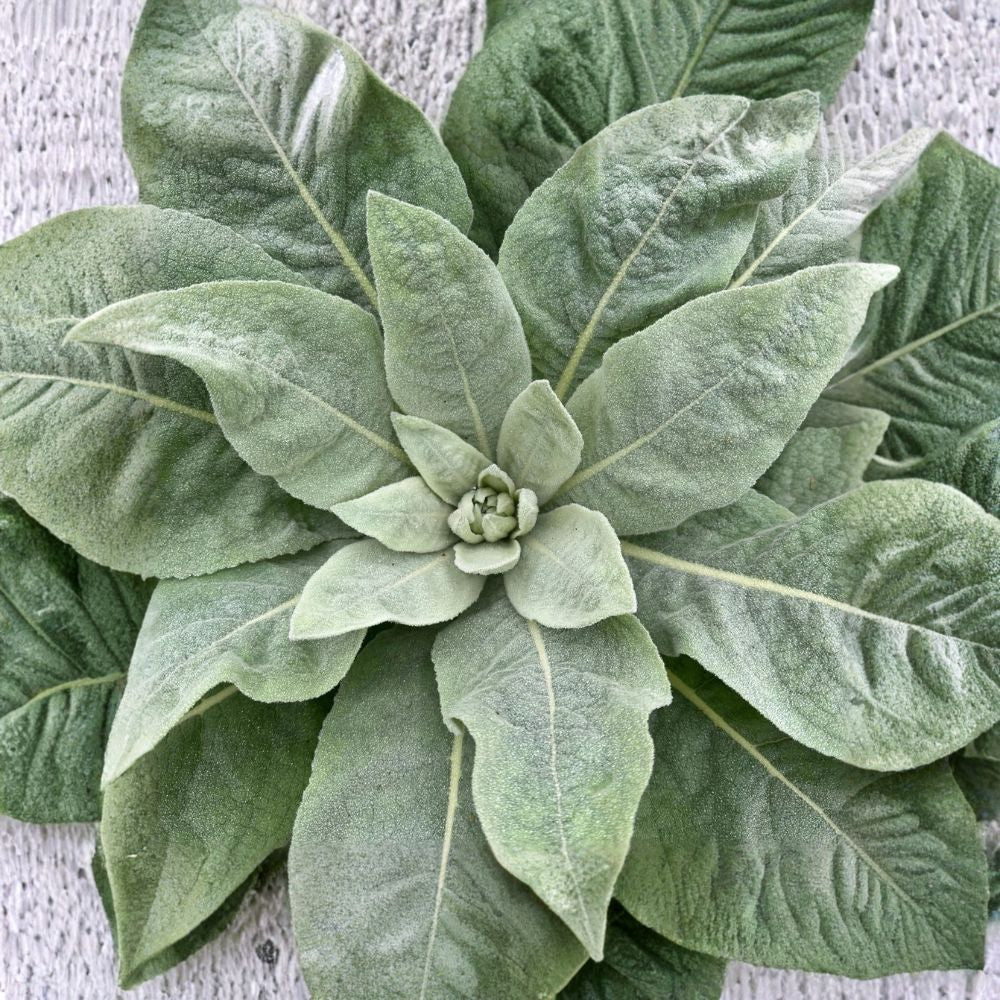 Live Mullein Medicinal Plant | Bare Root Flowering Herb | First Year Plant | Verbascum thapsus | Easy to Grow | Free Shipping