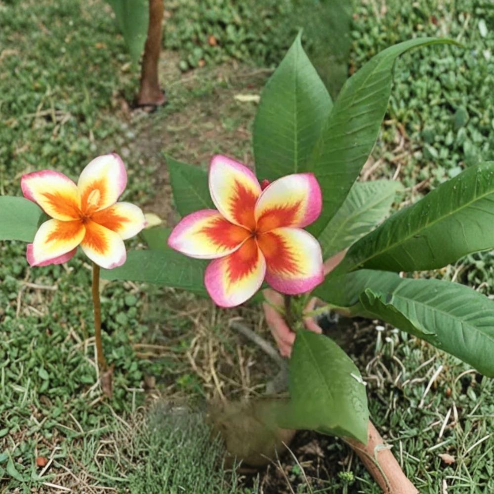 Lucky Moon Plumeria – Plumeria rubra Live Rooted Seedling | 4–6 Inches Tall | No Pot Included | Tropical Frangipani Plant | Easy to Grow