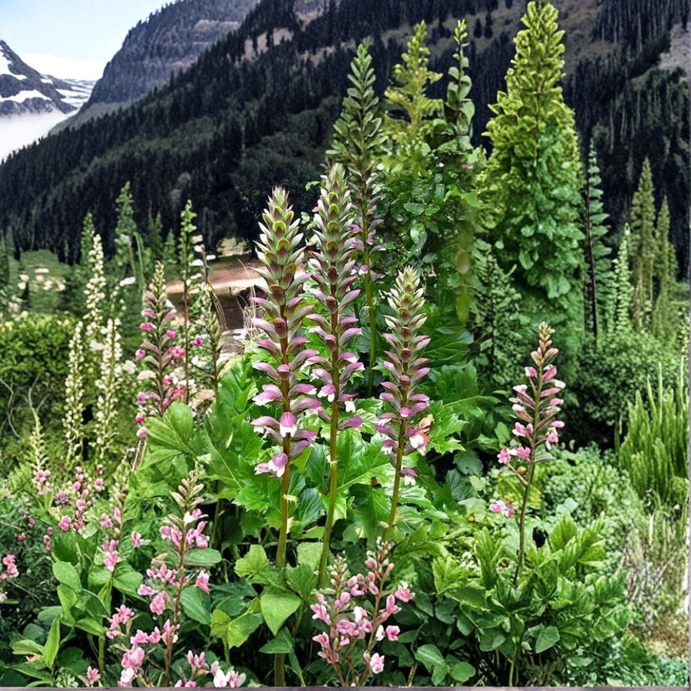 Acanthus Mollis Bear's Breeches Live Plant | 6 Inch Starter Plant | Purple & White Flowering Perennial | Hardy Garden Shrub | Easy to Grow