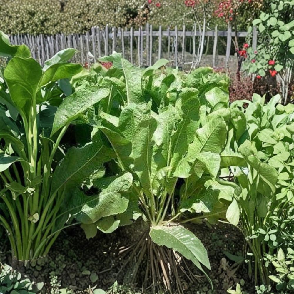Organic Horseradish – Armoracia rusticana Live Root Crowns | 2 Crowns | Fresh Root Cuttings | Perennial Culinary Herb | Easy to Grow