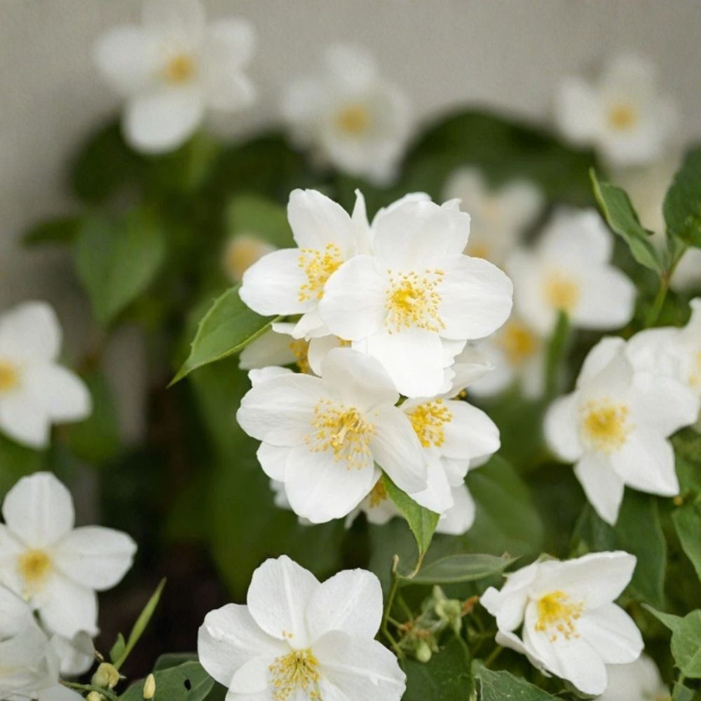 Sweet Mock Orange – Philadelphus coronarius Live Starter Plant | 12–24 Inches Tall | Bare Root Fragrant Flowering Shrub | Easy to Grow