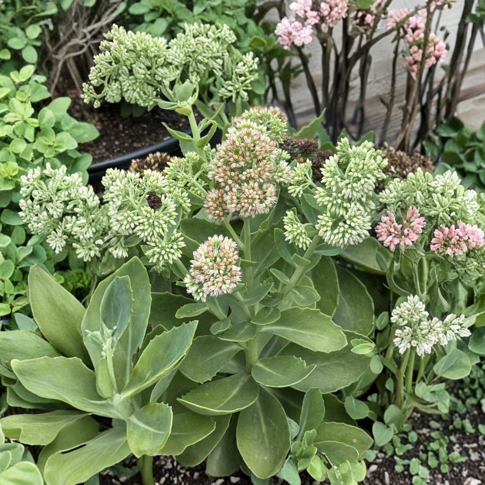 Sedum 'Autumn Joy' – Live Rooted Cuttings | 3 Plants | 3–7 Inches Tall | Hardy Succulent Perennial | Drought Tolerant