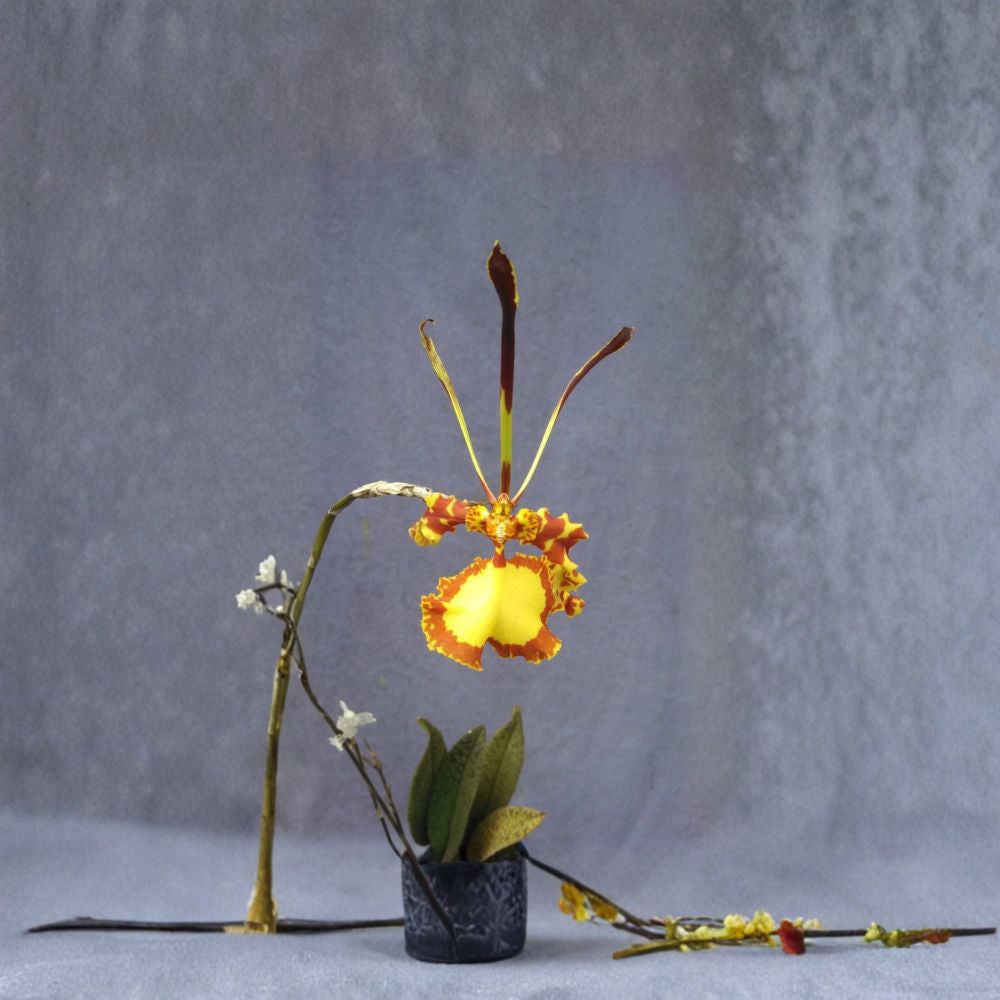 Psychopsis Mendenhall 'Hildos' Orchid – Rooted Plant in 2.5 Inch Pot | Rare Butterfly Orchid | Award-Winning Hybrid | Easy to Grow