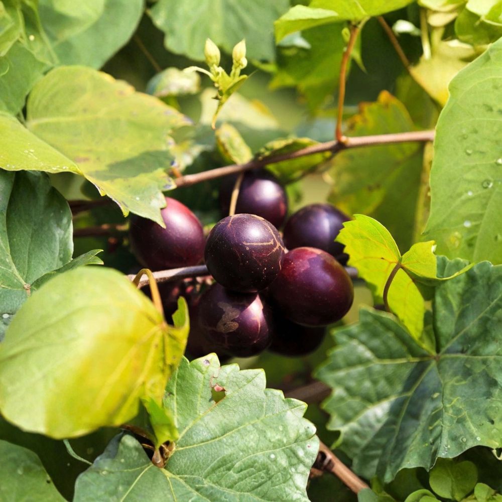 'Delicious' Muscadine Grape Vine – Vitis rotundifolia Live Plant | 3–8 Inches Tall | Includes 3" Nursery Pot | Sweet Edible Grape Vine | Easy to Grow