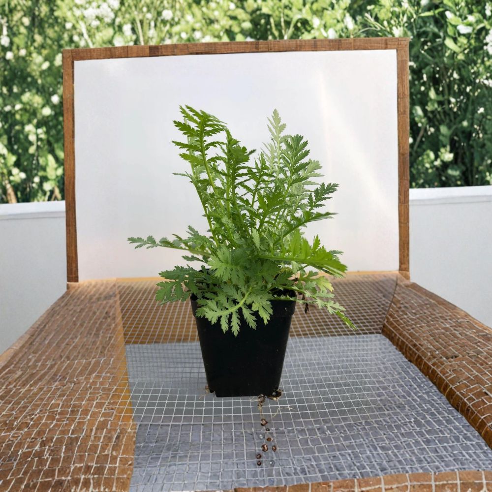 Tansy – Tanacetum vulgare Live Seedling | 4–12 Inches Tall | Potted Perennial Herb | Non-GMO | Ready to Transplant