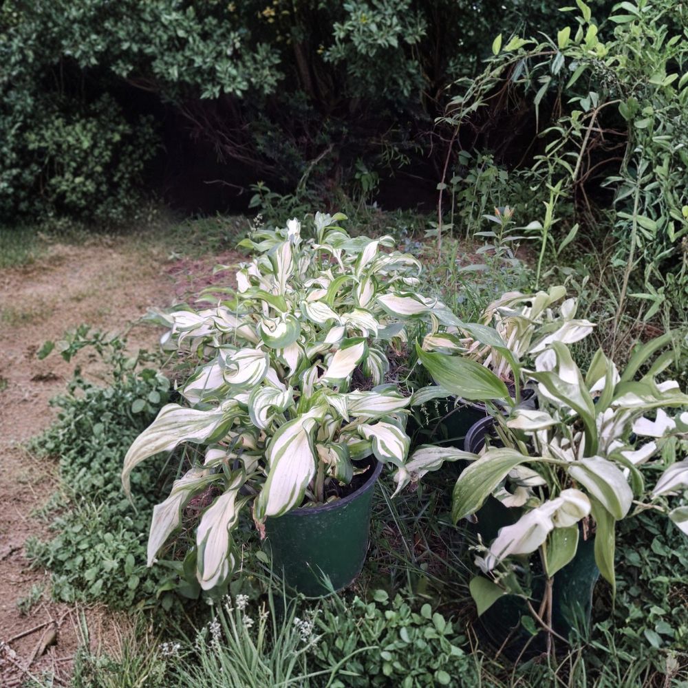 5 White Christmas Hostas – Bare Root Live Plants | Shade Loving Perennial | Variegated Foliage | Easy to Grow