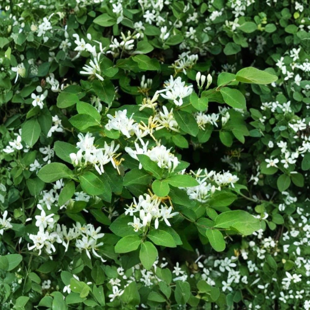 Scentsation Honeysuckle Vine – Lonicera Live Bare Root Plant | 1 Foot+ Tall | Fragrant Color Changing Flowers | Non-Invasive Climbing Vine