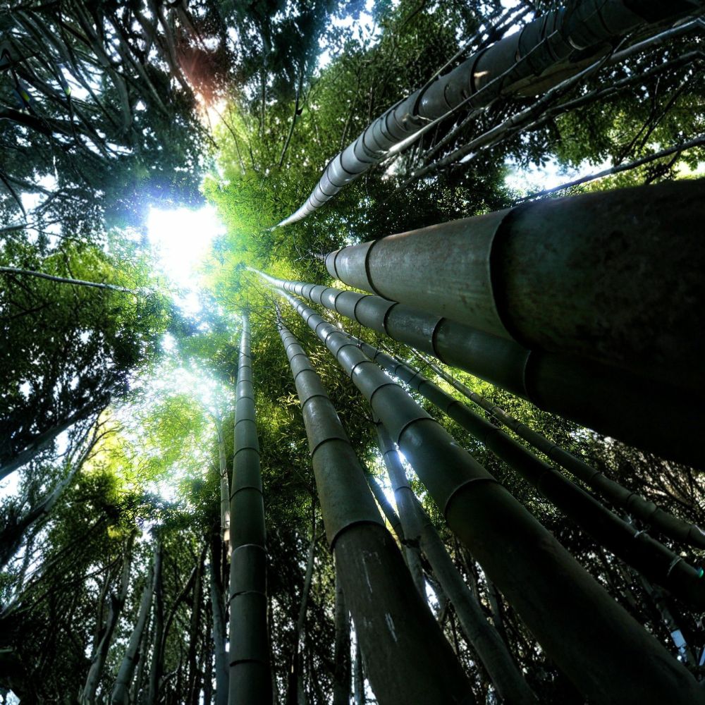 Dendrocalamus giganteus Live Bamboo | 1 Gallon Rooted Plant | Giant Clumping Bamboo | Fast Growing Tropical Privacy Plant