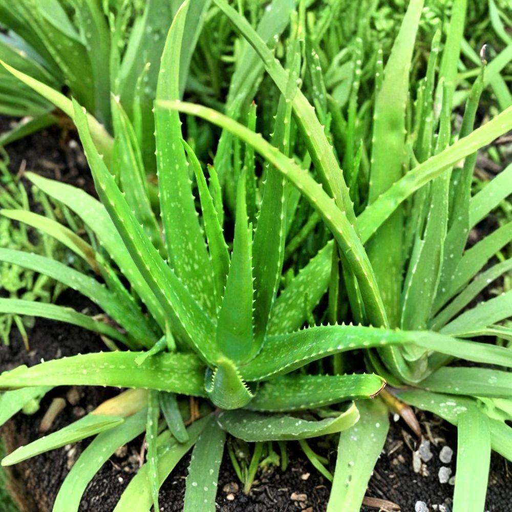 Organic Aloe Vera – Live Potted Starter Plant | 6–8 Inches Tall | Includes Nursery Pot | Medicinal Succulent | Easy to Grow