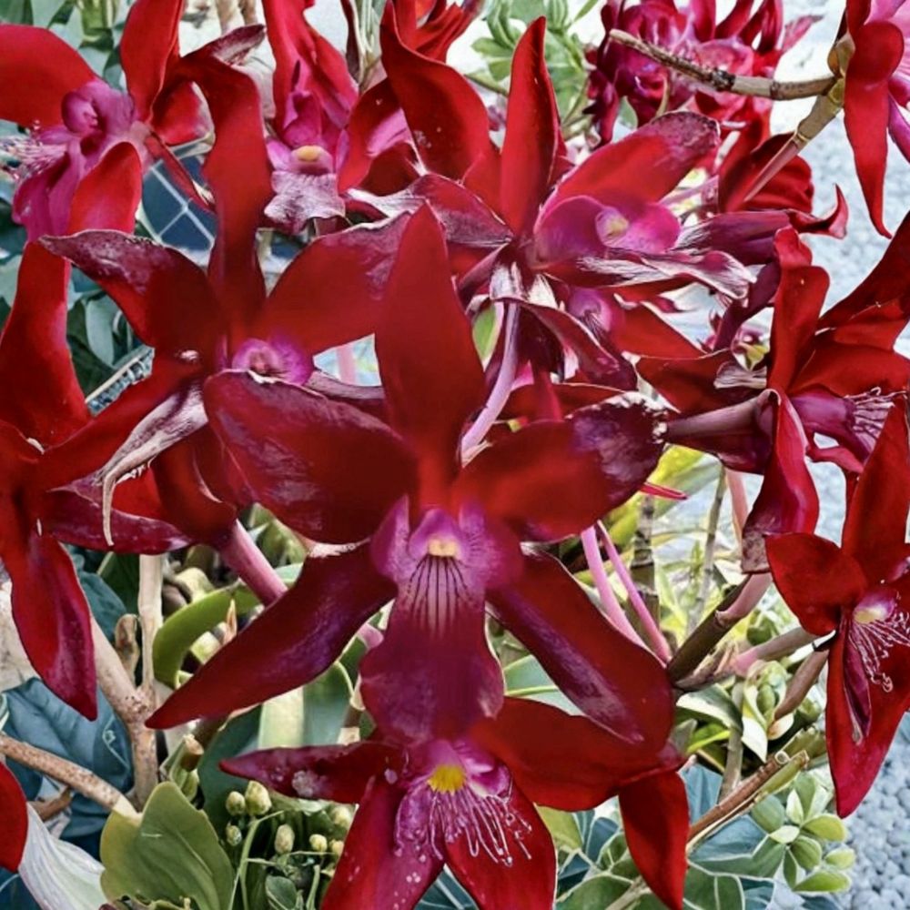 Laelianthe Dulatiaca Orchid – Live Bare Root Blooming Size Plant | Schomburgkia × Cattleya Hybrid | Collector Orchid | Tropical Orchid