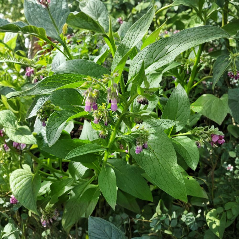 Russian Bocking 14 Comfrey – Symphytum × uplandicum 'Bocking 14' Live Starter Plant | 3 Inch Pot | Sterile Perennial Herb