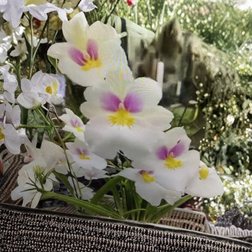 White Miltonia Orchid – Live Bare Root Plant | 2 Pseudobulbs | Fragrant Tropical Orchid | Collector Houseplant | Easy to Grow