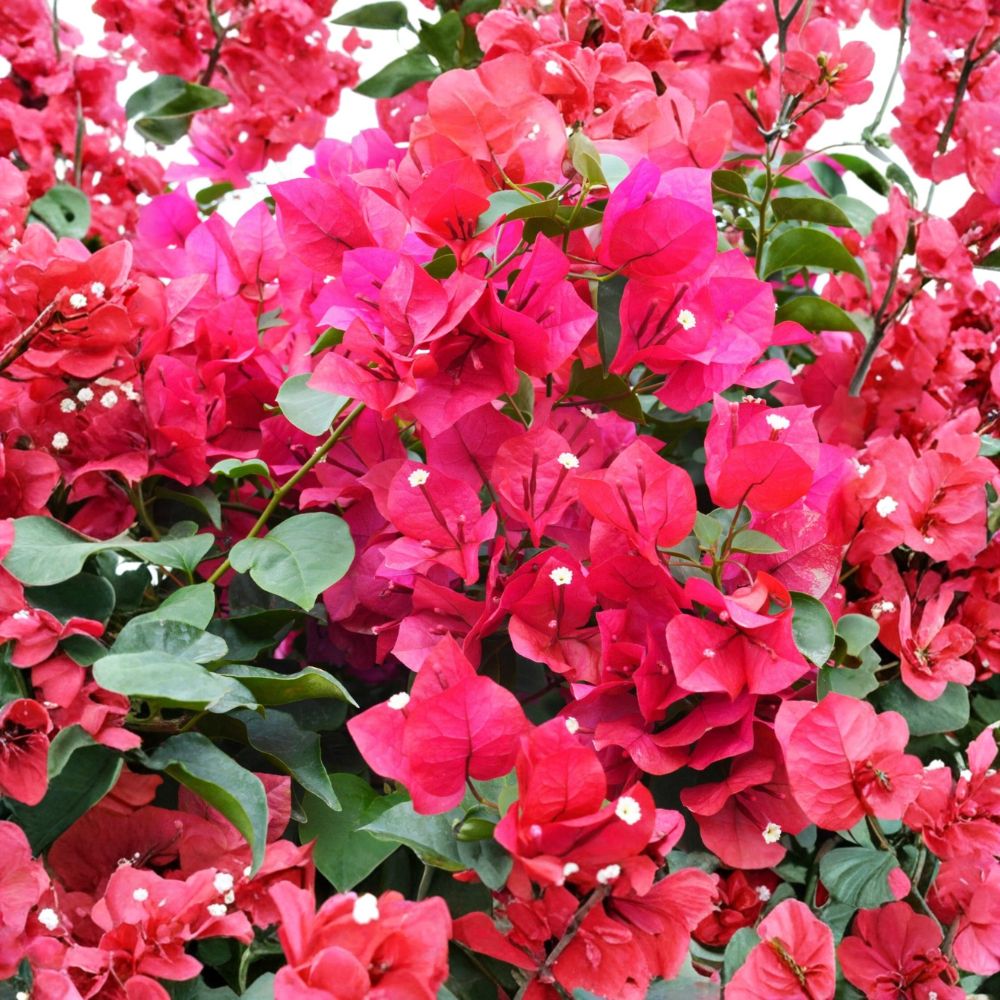 Helen Johnson Bougainvillea – Live Starter Plant | Well Rooted in 3 Inch Nursery Pot | Tropical Flowering Vine | Ships in Pot | Easy to Grow