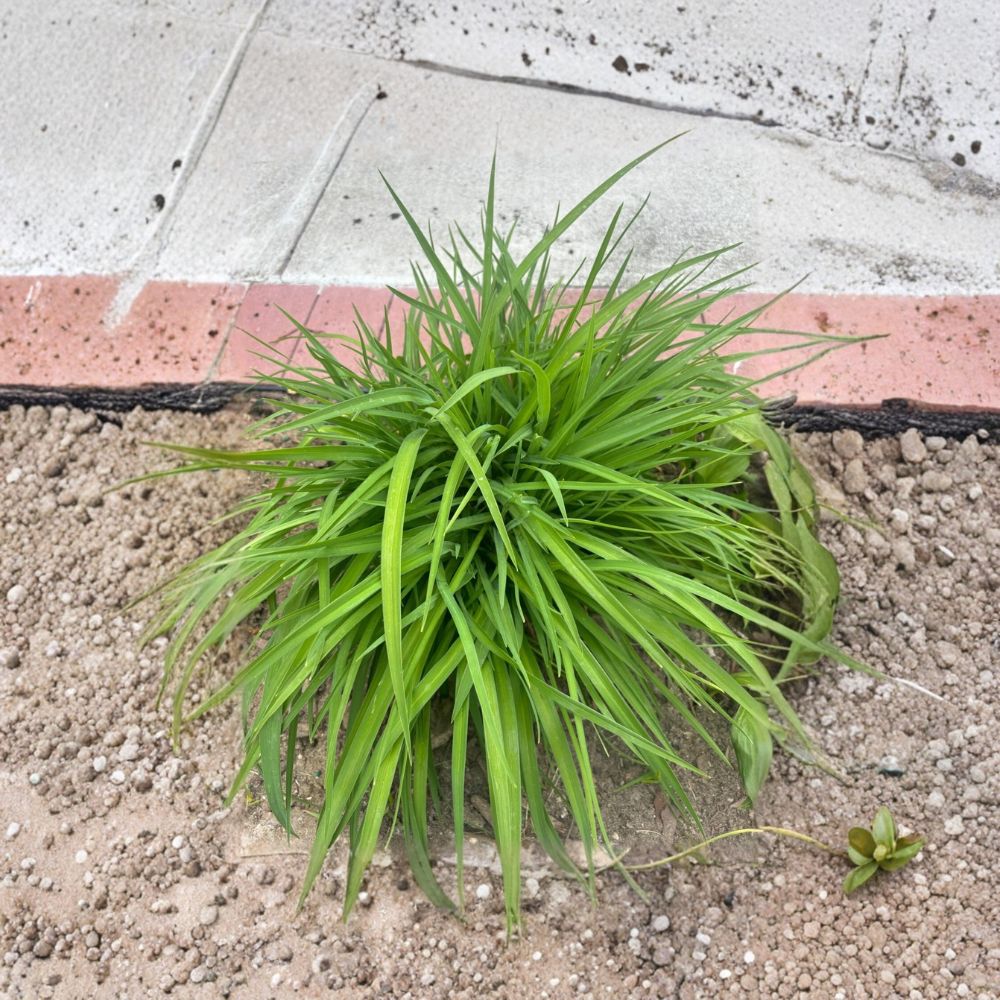 Stella Daylilies – Hemerocallis Bare Root Plants | 10 Golden Yellow Clumps | Hardy Perennial Flowers | Easy to Grow