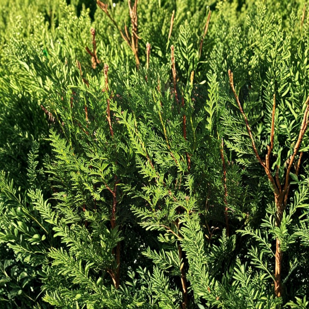 Western Red Cedar Tree – Thuja plicata Live Bare Root Seedling | 6–12 Inches Tall | 1 Starter Evergreen Tree | Hardy Privacy Tree | Easy to Grow
