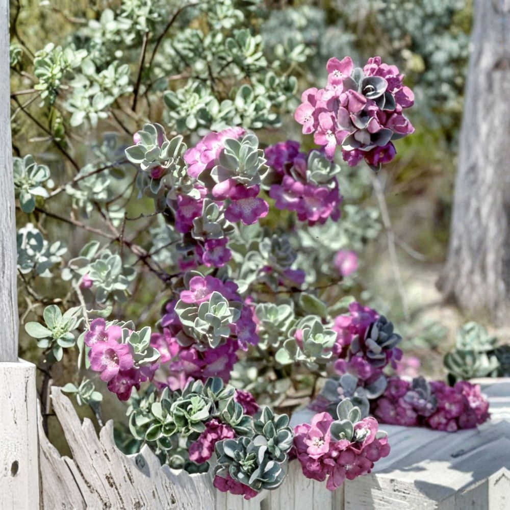 Texas 'Green Cloud' Sage – Leucophyllum frutescens 'Green Cloud' Live Plant | 1 Gallon Pot | Drought-Tolerant Flowering Shrub