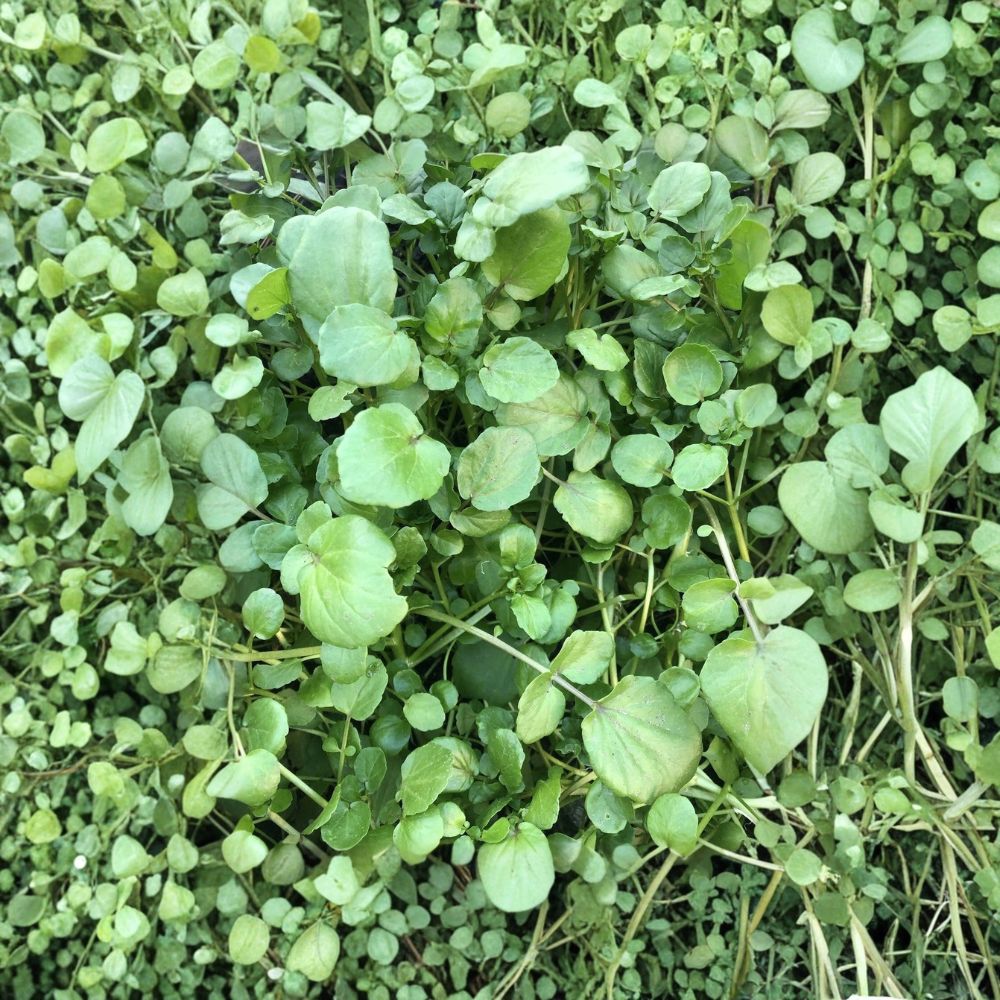 Watercress – Nasturtium officinale Live Rooted Plants | 10 Plants | Bare Root Edible Greens | Ready to Plant | Easy to Grow