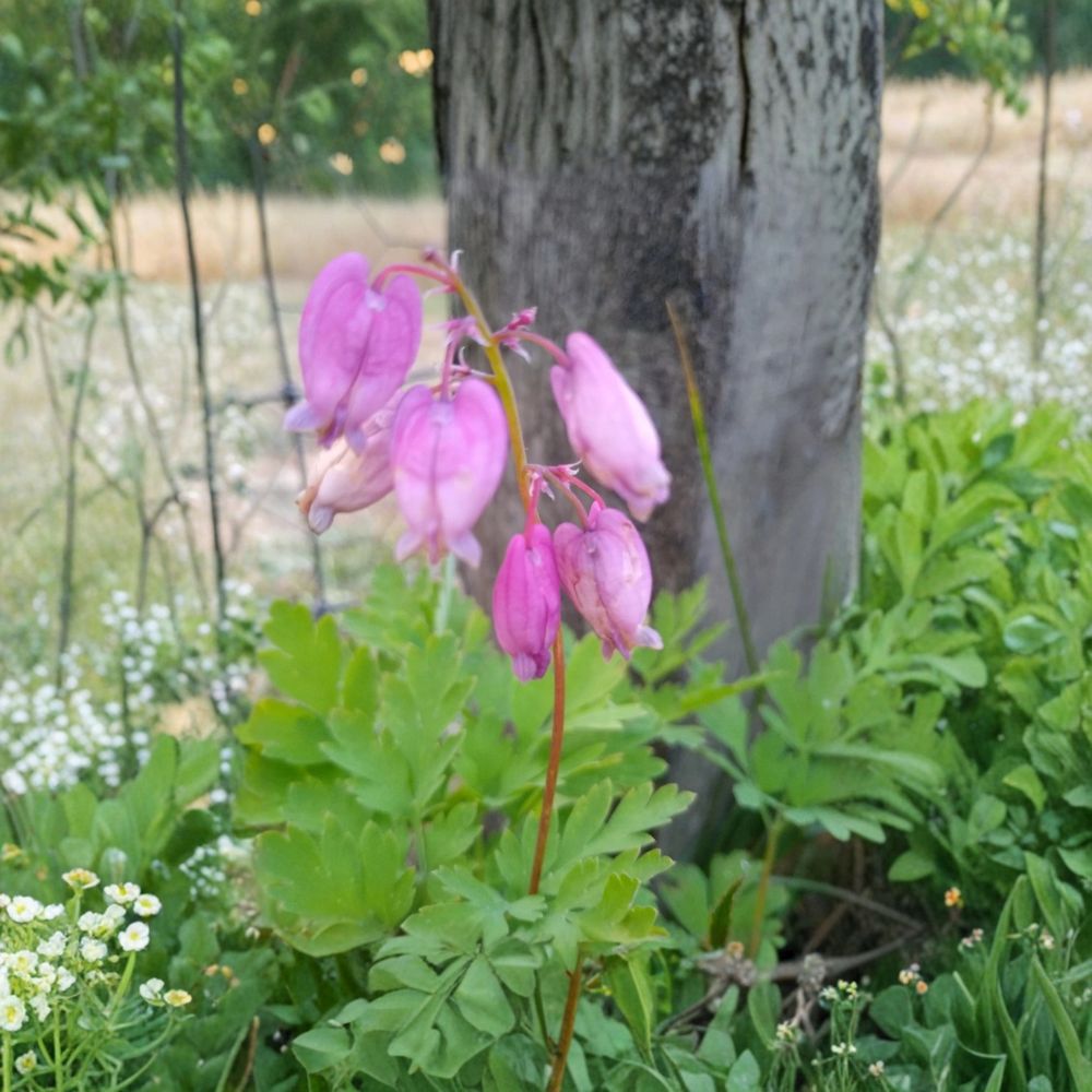 Pink Bleeding Hearts – Dicentra formosa Live Bare Root | 5 Rhizome Cuttings | Shade Perennial | Woodland Flower | Easy to Grow