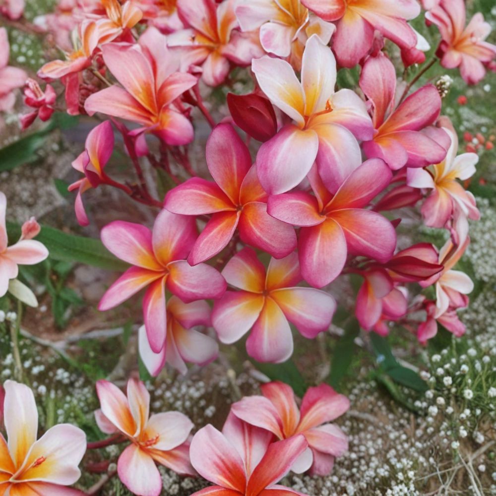Mystery Plumeria – Frangipani Fresh Cutting | Single Tip | 8–10 Inches Long | Tropical Flowering Plant | Surprise Variety