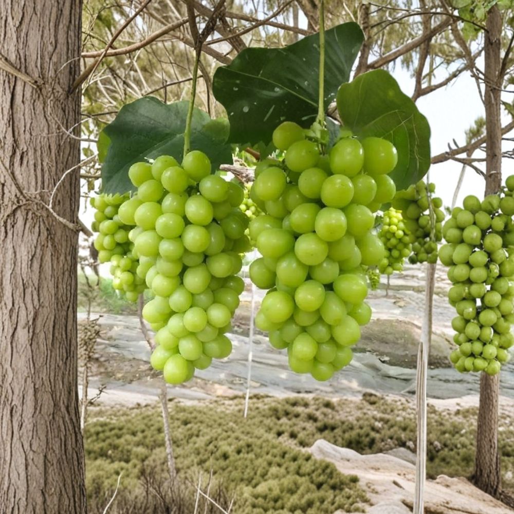 Shine Muscat Grape Vine – Live Grafted Bare Root Plant | Japanese Premium Table Grape | Sweet Muscat Flavor | 16–20 Inch Grapevine