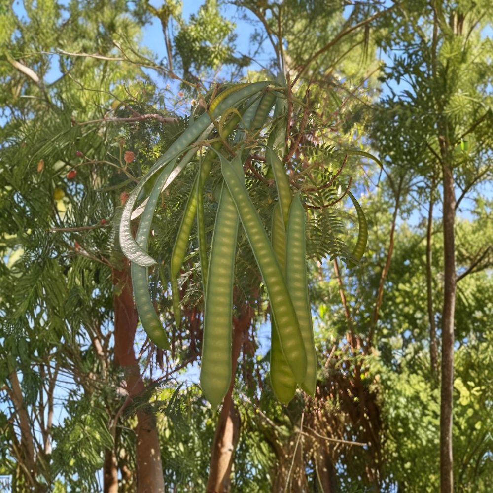 Guaje Huaje Miracle Tree – Leucaena leucocephala Live Plant | 6–12 Inches Tall | River Tamarind | Fast Growing Nitrogen-Fixing Tree