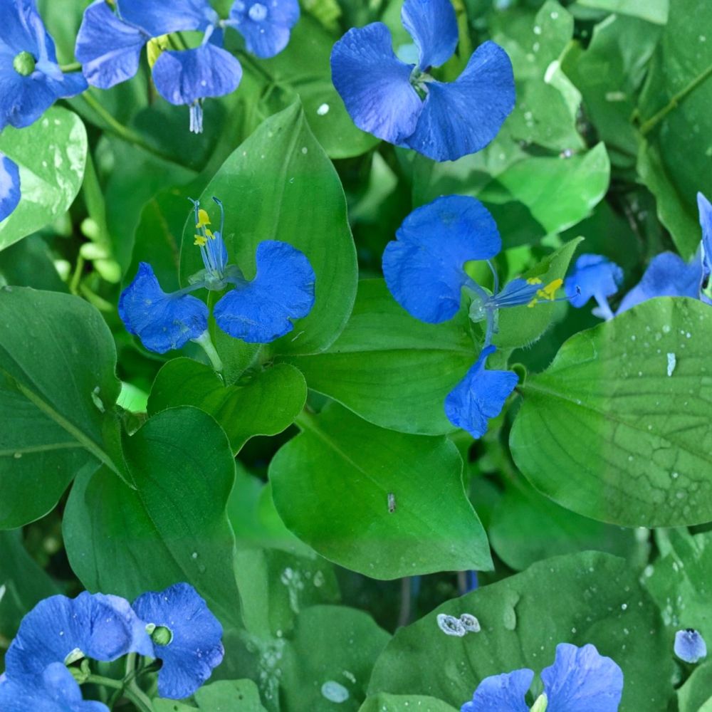 Double Petal Spiderwort – Commelina communis Fresh Cuttings | Set of 20 | 6–8 Inches Long | Blue Flower Ground Cover | Easy to Grow