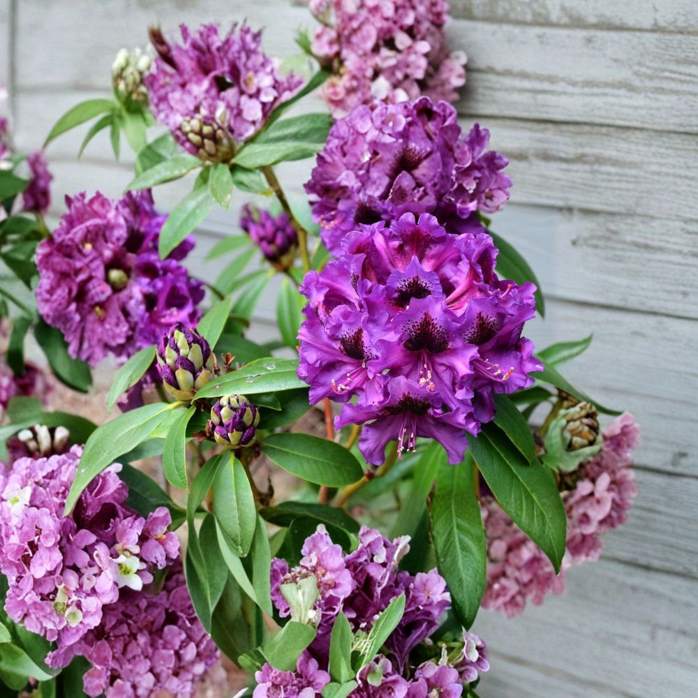 Rhododendron ‘Purple Splendour’ Live Evergreen Shrub | Dark Purple Blooms with Blotch | Hardy Landscape Rhododendron | Field Grown 21–24 Inches Wide