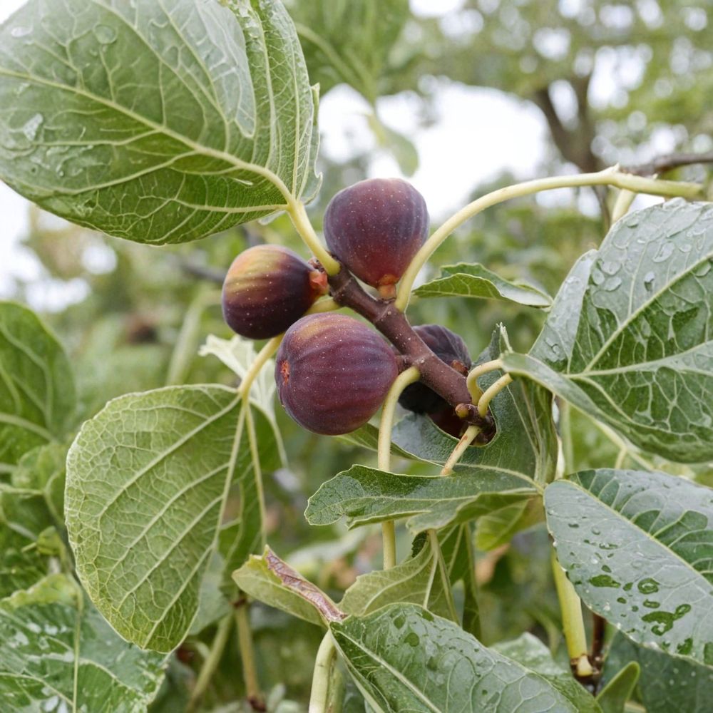 Olympian Fig Tree – Ficus carica 'Olympian' Live Rooted Cutting | 4+ Inches Tall | Bare Root Starter Plant | Cold Hardy Fruit Tree | Easy to Grow