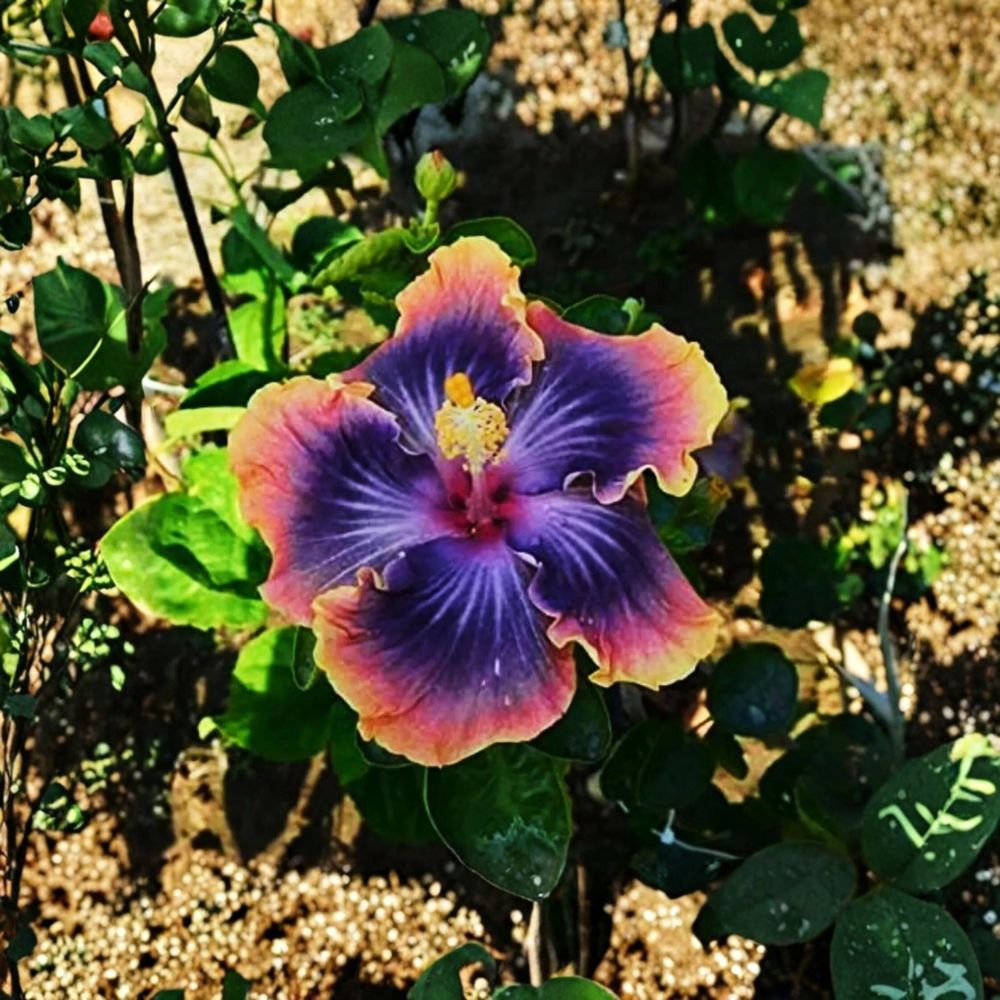 Madagascar Hibiscus – Hibiscus moscheutos Live Starter Plant | 3–5 Inches Tall | Rooted Plant | Hardy Perennial | Easy to Grow