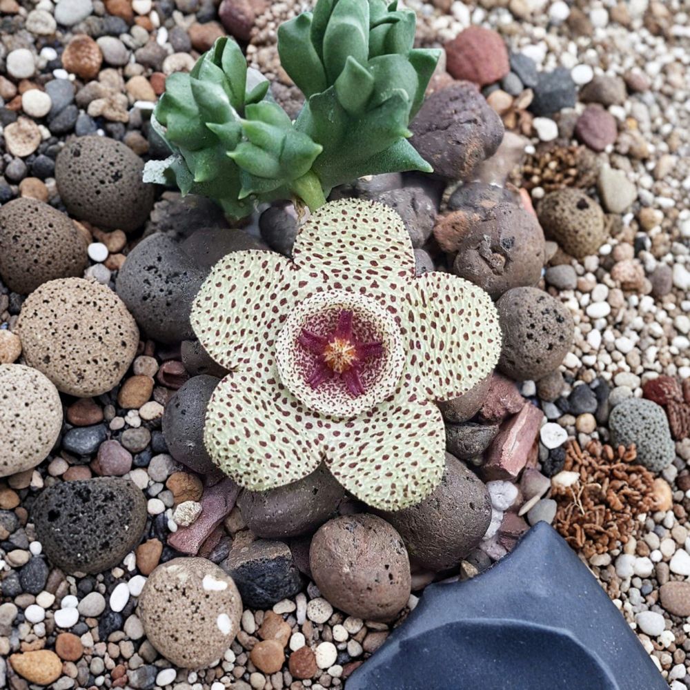 Orbea pulchella – Live Rooted Succulent | 3.5-Inch Pot | Rare Carrion Flower | South African Stapeliad | Easy to Grow