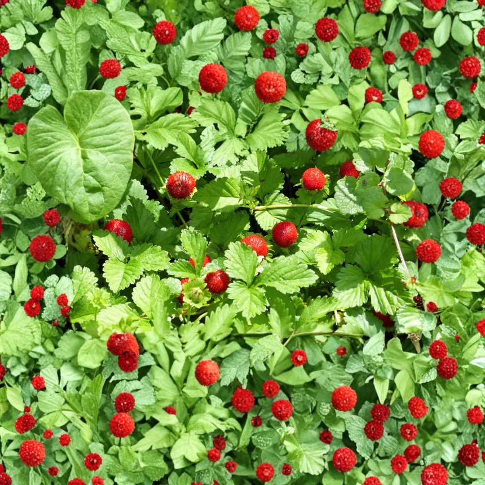 Alexandria Alpine Strawberry – Fragaria vesca 'Alexandria' Live Plant | 2.5 Inch Pot | Heirloom Everbearing Strawberry