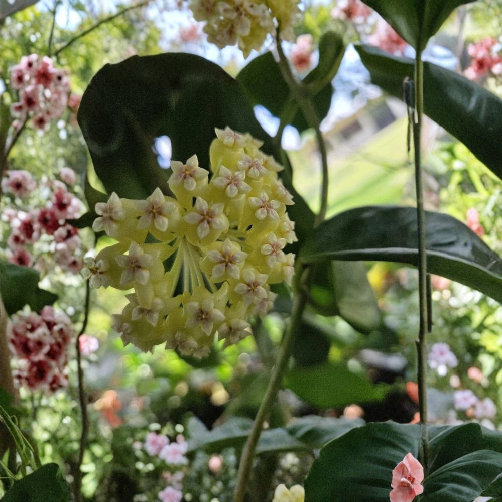 Hoya Incrassata – Live Plant | 7–10 Inches Tall | Includes 4" Nursery Pot | Yellow Flower Wax Plant | Indoor & Outdoor Friendly