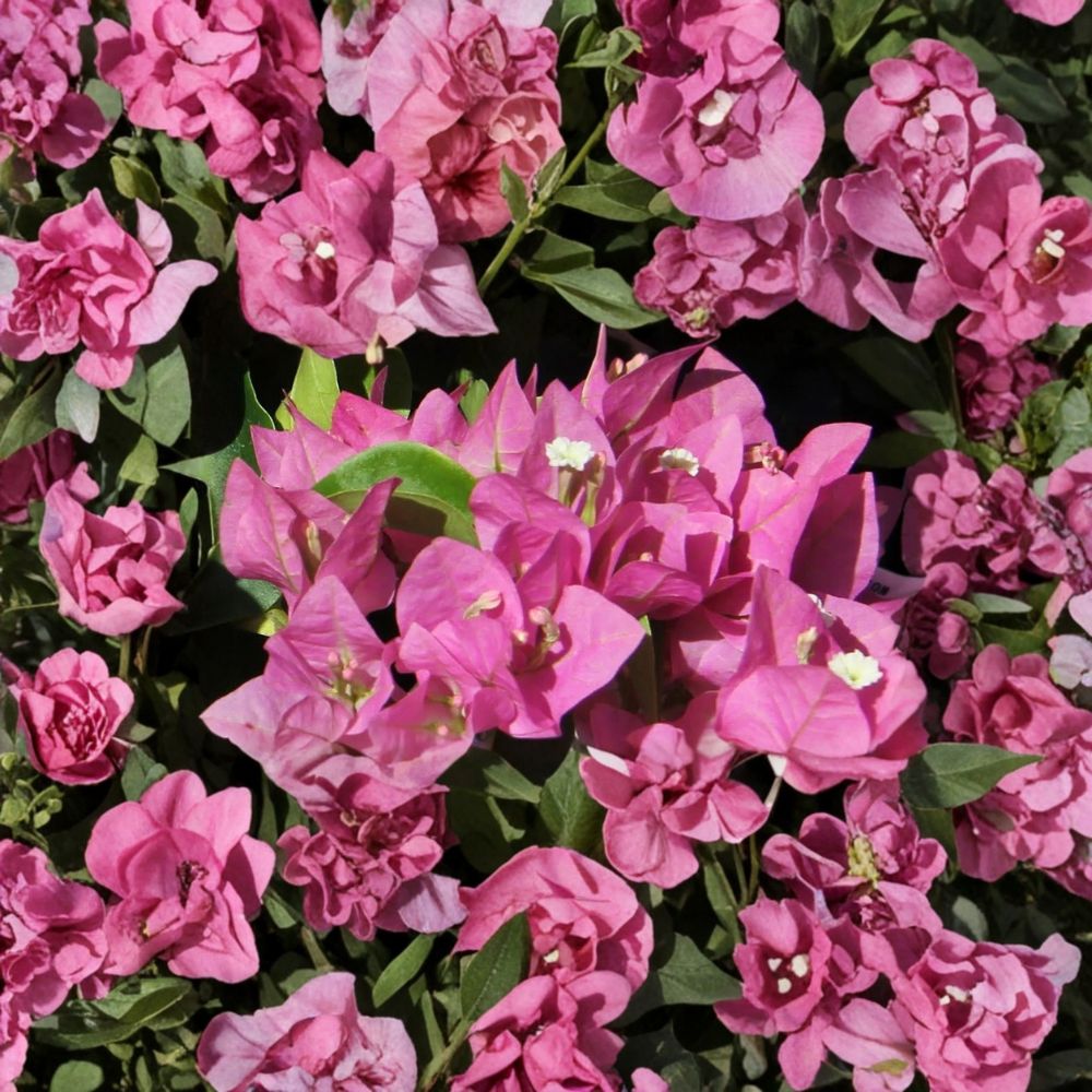 Vera Pink Bougainvillea – Live Starter Plant | Well Rooted in 3 Inch Nursery Pot | Tropical Flowering Vine | Ships in Pot | Easy to Grow