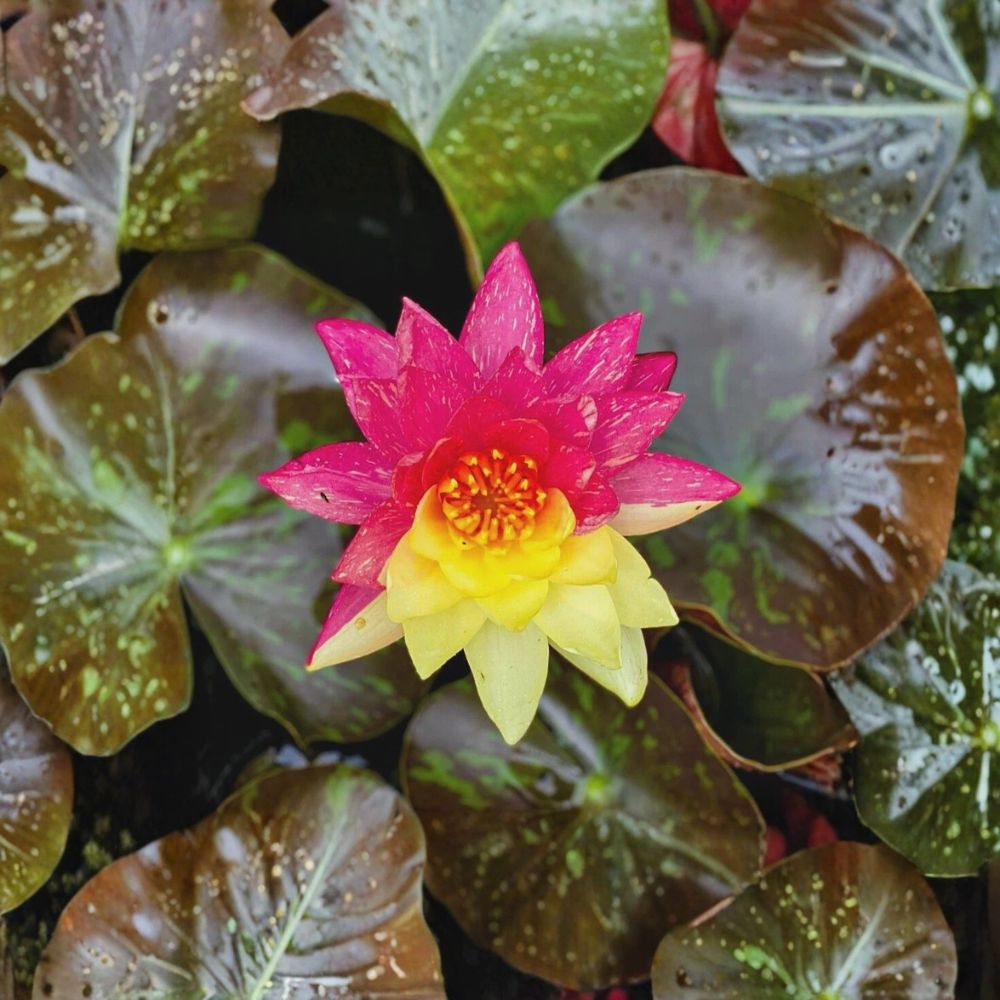 Wanvisa Water Lily – Nymphaea 'Wanvisa' Sprouted Tuber/Rhizome | Winter Hardy Aquatic Plant | Pink Multicolor Pond Lily | Easy to Grow