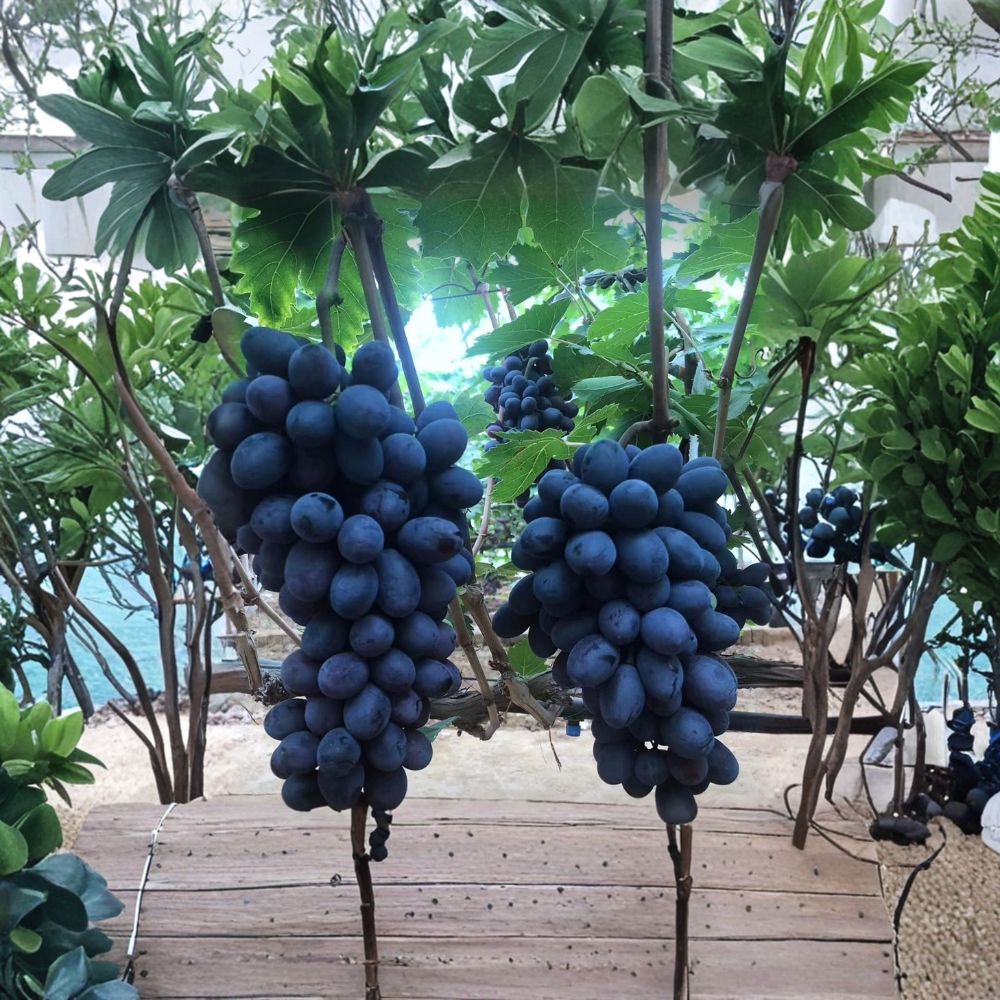 Purple Sweet Seedless Grape Vine – Live Grafted Bare Root Plant | Sweet Purple Seedless Grapes | Crisp Table Grape Variety | Backyard Vineyard Friendly