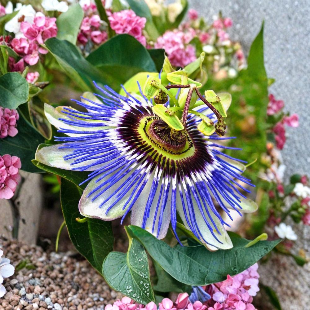Hardy Blue Crown Passion Flower – Passiflora caerulea Live Rooted Starter Plant | 2–8 Inches Tall | Ships Without Pot | Fragrant Climbing Vine
