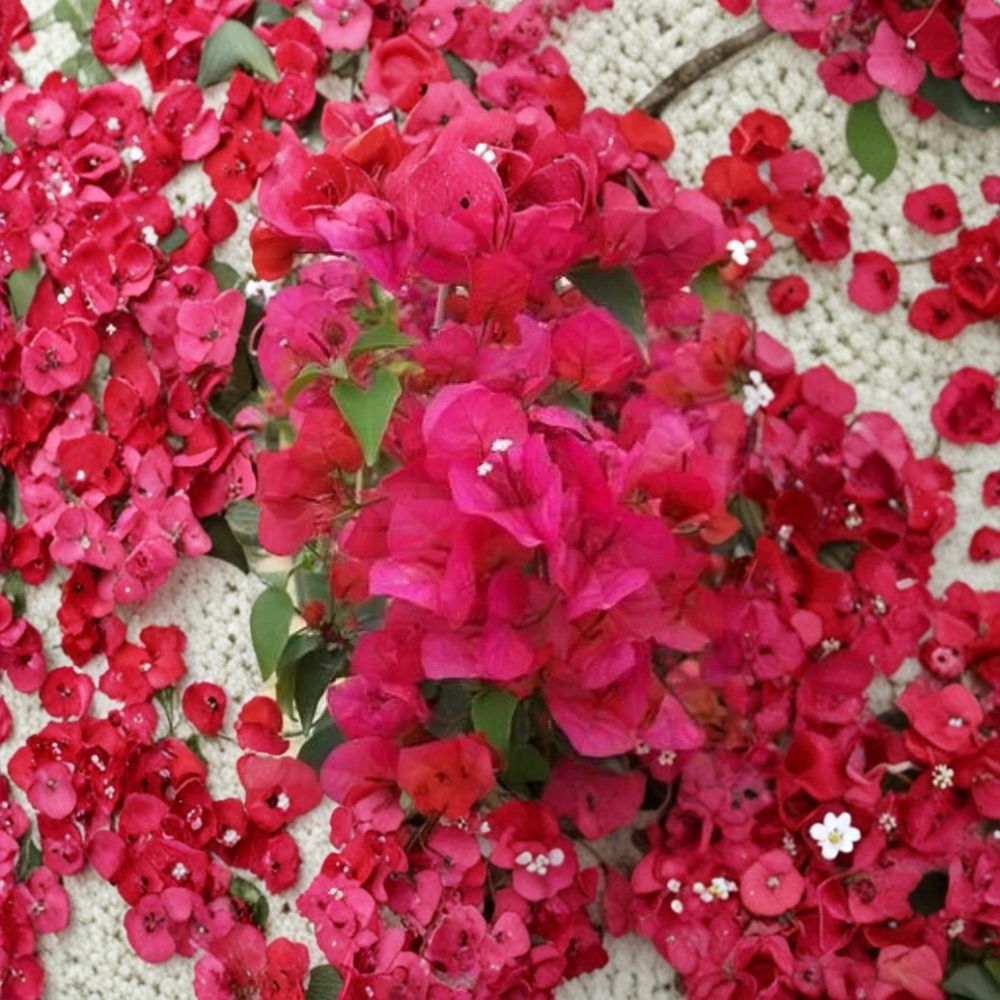 Sharon Wesley Bougainvillea – Live Starter Plant | Well Rooted in 3 Inch Nursery Pot | Tropical Flowering Vine | Ships in Pot | Easy to Grow