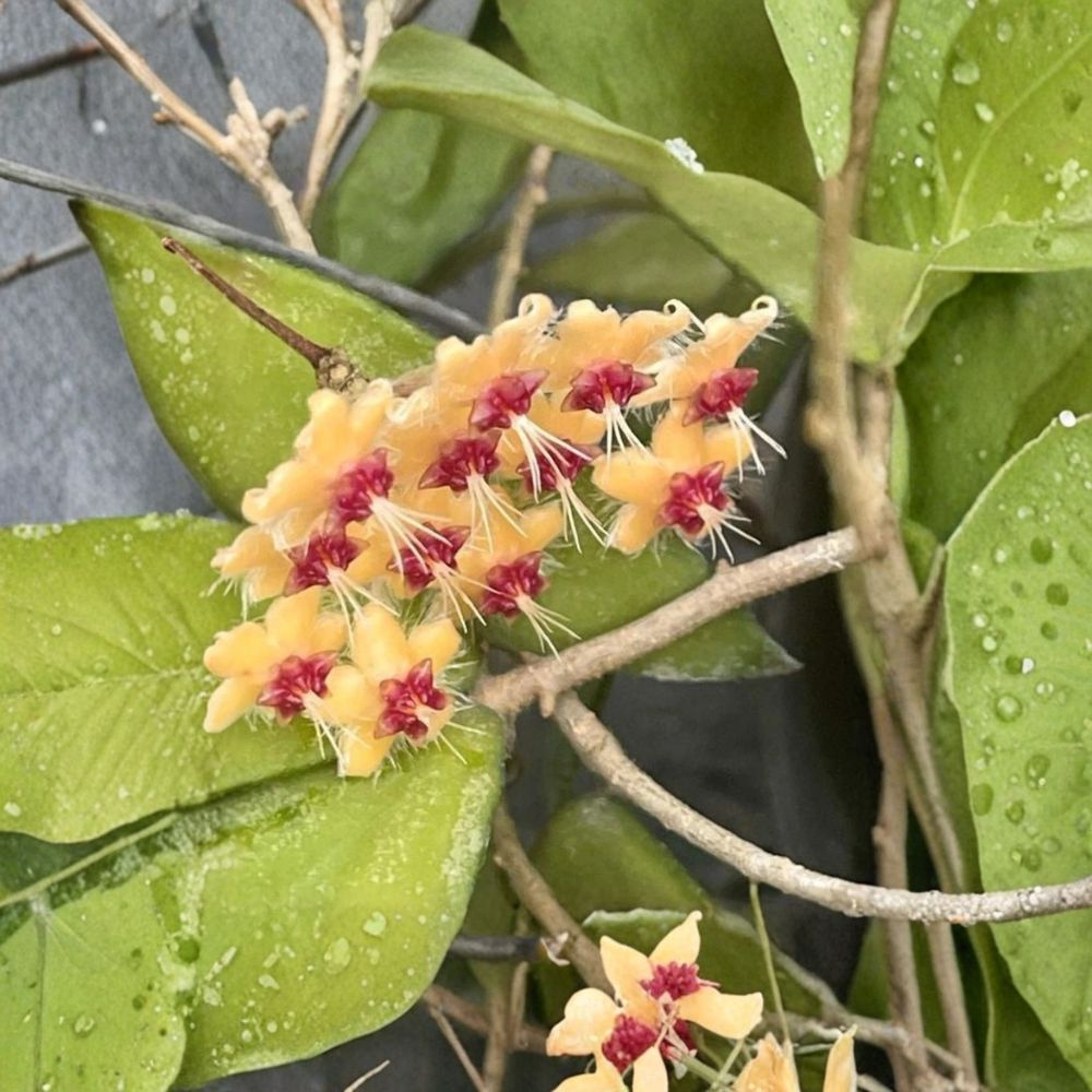 Hoya flagellata 'Gold' – Live Rooted Plant | 3.5-Inch Pot | Rare Wax Plant | Multiple Nodes & Leaves | Collector Hoya