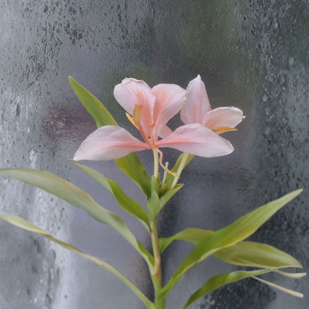 Peach Pink Butterfly Ginger Lily – Hedychium Live Potted Plant | Well-Rooted Tropical Perennial | Fragrant Blooms | Easy to Grow