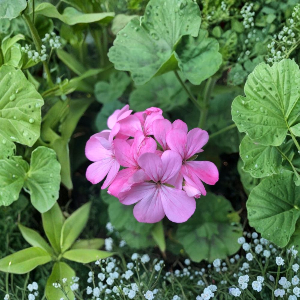 Bubblegum Pink Zonal Geranium – Pelargonium Live Cuttings | 4 x 8 Inch Unrooted Cuttings | Pastel Pink Blooms | Easy to Propagate | Garden Favorite