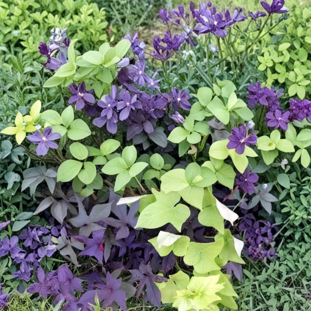 4 Live Rooted Sweet Potato Vines – Ipomoea batatas | 3–6 Inches Tall | Blackie & Chartreuse Combo | No Pot | Fast Growing Ornamental Plants