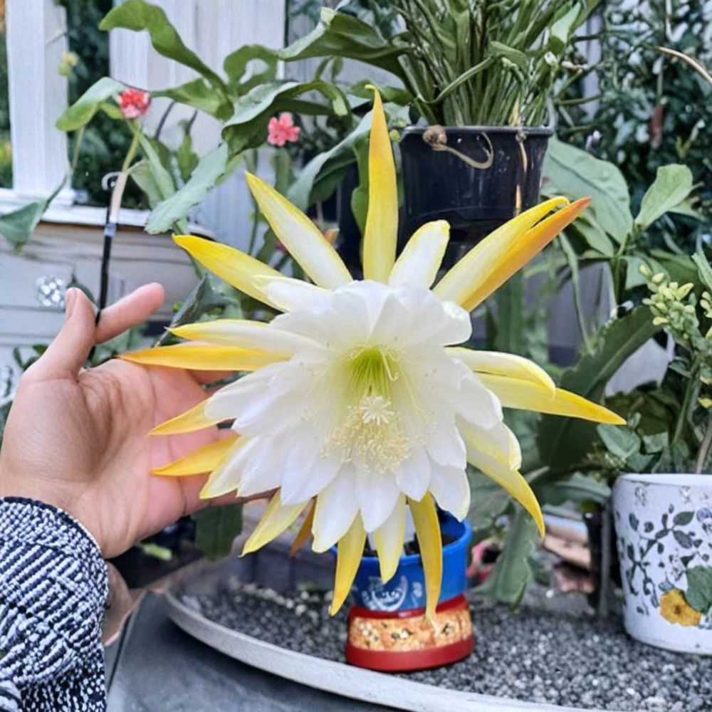 Admiral Togo Orchid Cactus – Epiphyllum 'Admiral Togo' Live Plant | Rooted 3 Inch Pot | Rare Flowering Cactus