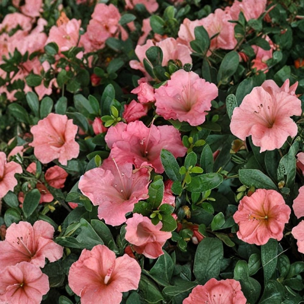 Pink Gumpo Dwarf Azalea – Satsuki Hybrid Live Starter Plant (4M) | 1 Live Plant | Evergreen Flowering Shrub | Compact Landscape Favorite