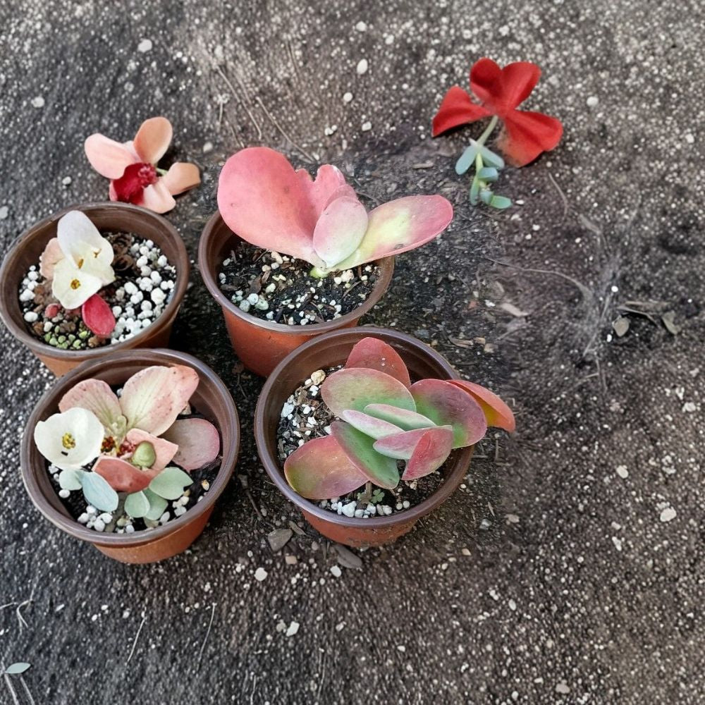 Kalanchoe Thyrsiflora 'Tricolor' – Kalanchoe thyrsiflora Live Rooted Succulent | 4–5 Inches Tall | Bare Root | Flapjack Paddle Plant | Easy to Grow