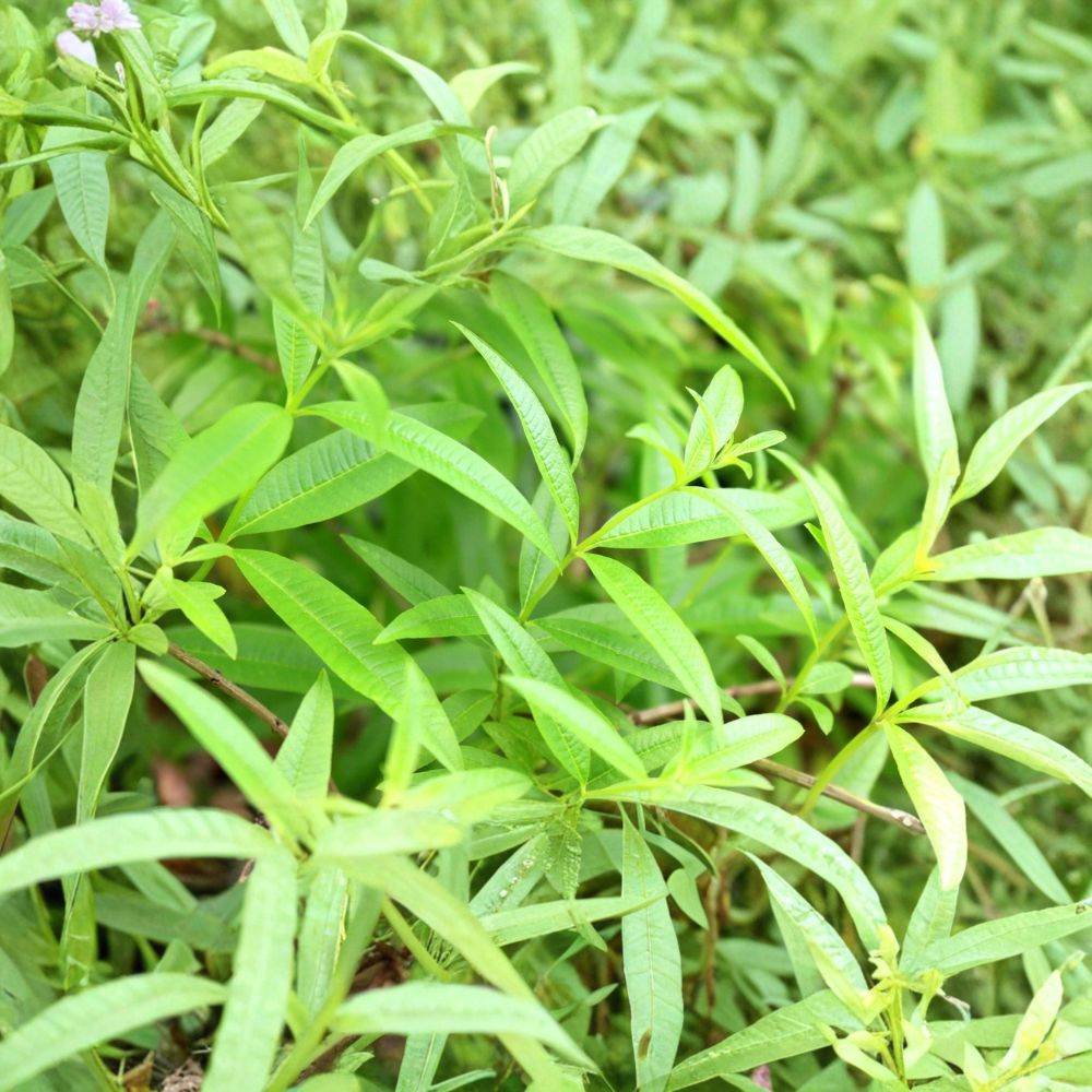 Organic Lemon Verbena – Aloysia citriodora Live Starter Plant | 2.5 x 3.5 Inch Pot | Culinary & Tea Herb | Fragrant Perennial
