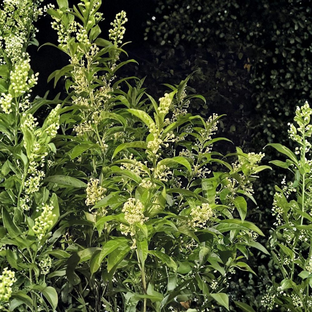 Night Blooming Jasmine – Cestrum nocturnum Live Plants | 2 Fully Rooted Plants | 4–13 Inches Tall | Fragrant Flowering Shrub