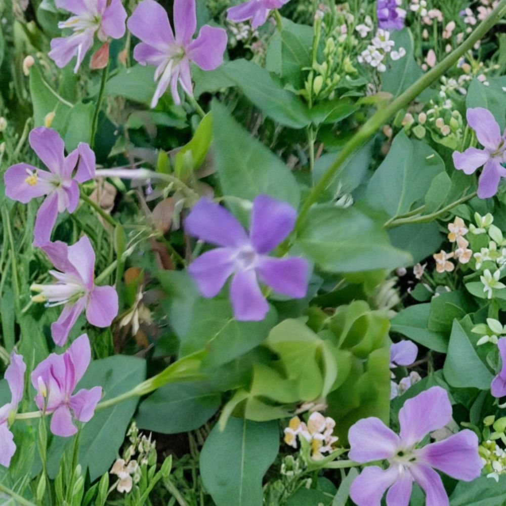 Vining Periwinkle – Vinca major Live Bare Root Plants | Set of 15 | 7–8+ Inch Vines | Evergreen Ground Cover