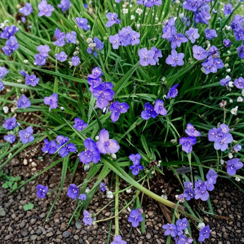 25 Live Spiderwort Plants | Bare Root Rhizomes | Tradescantia Perennial | Purple Flowering Garden Plant | Easy to Grow